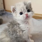 곱슬곱슬 푸들 냥이 '셀커크<b>렉스</b>'