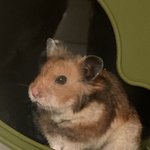 [귀여운<b>동물</b>] 갱스터컴백~~~