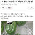 [유머픽] 1인가구를 위한 미니<b>수박</b> 출시.jpg
