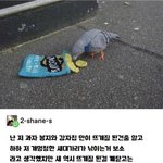감자칩 훔친 비둘기