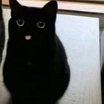 확실히 보통 <b>내공</b>이 아닌 냥이들