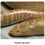 망충하게 생긴 뱀