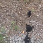 사진에는 네 마리의 고양이가 있습니다.