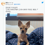 근데 아파트에서 새끼고라니 키워도 돼요?