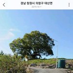 우영우 <b>나무</b> 위치 찾았다