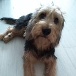 [귀여운<b>동물</b>] (추가ㅋ)울집 막내 댕댕이