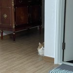 <b>울</b><b>집</b> 고앵쉑 자랑