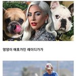 천조국 개도둑 스케일