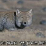 [댓글부탁해] 포토시그니처 강아지랑 찍어도 됨?