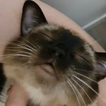 이쁜 고양이 자매~ <b>연청</b>이 오랫만에 왔어요!^^