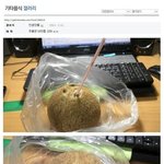 슬픈 야자를 사왔어 ㅠ ㅠ