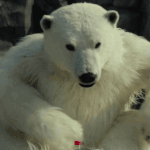 동물원인데 <b>동물</b>이 없어서 우리가 <b>동물</b>인 척 했는데 대박남