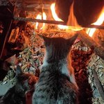 고양이 <b>첫</b> 모닥불 <b>후기</b>