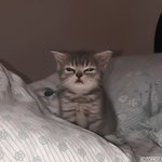 쌍수할<b>말</b> 눈 <b>사진</b> 있음