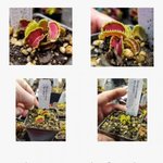 특이한 품종명을 갖고 있는 파리지옥