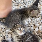 공장에 새끼고양이들이 나타났어요!! <b>성별</b> 구분부탁드려요