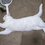 [고양이] <b>러블</b>의 피가 흐르는 하얀 고양이