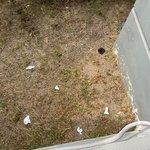 [조언과댓글] +) 아파트 창문으로 <b>대변</b> 투척. 어떻게 해야할까요?