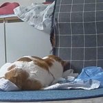 나의 동거묘 <b>도칠</b>이의 배신