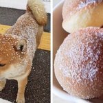 신기하다 다이어트는 진짜 포기해야 성공하나봄