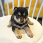 [강아지<b>분양</b>] 전국 최저가 강아지 <b>분양</b>해요!! ㅎㅎ