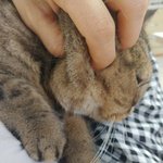 [고양이] 곰이와<b>여우</b> 일상20