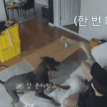 [방탄소년단] 밤이도 많이 컸겠지?