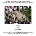 사람 죽인 동물 중 최악의 <b>TOP</b> 10