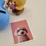 울 강쥐 <b>증명</b>사진 이상하냐