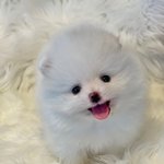 [강아지<b>분양</b>] 강아지 <b>분양</b> 생각있는 쓰니