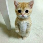 니네 <b>반팔</b>에 뭐 묻으면