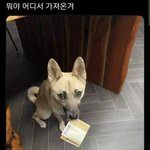 은혜갚은 강아지