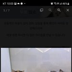 12/21 게시된"우리집 캣 우먼 소개드려요" <b>유기묘</b> 인증 샷이요~~