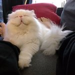 아마 나는 제일 행복한 고양이~