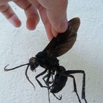 아마존 말벌은 <b>스케일</b>부터가 다르넹