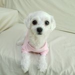 우리집 멍멍<b>JOY</b>