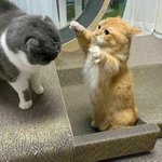 한 번쯤 <b>집사</b>를 꿈꾸는 이유?!