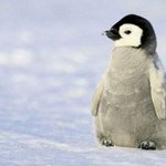 종류<b>불문</b> 사랑받는 애기들