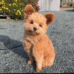 댕댕이계의 <b>쿼카</b>