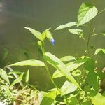 [모두드루와] 우리집<b>식물</b>큰거ㅎ