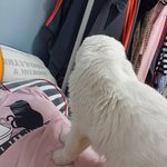 [고양이] 고양이가 저 <b>암살</b> 하려해요