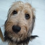 [귀여운<b>동물</b>] (추가ㅋ) 왕큰 귀염댕댕이 ^^