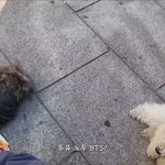 [방탄소년단] 댕댕이들도 <b>편안</b>해하는 나무준