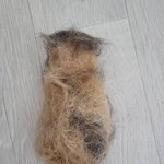 고양이 털로 놀아보자