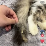 [이것좀봐줘] 홍대 고양이 카페 이건 고양이 학대 아니야?