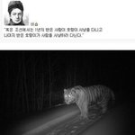 와 <b>조선</b>시대 호랑이 ㅈㄴ 무섭다