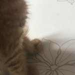 [고양이] 고양이 <b>발이</b> 이렇게 귀여웠어..????
