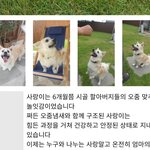 [댓글부탁해] 개빡치는 유기견 공고 봄ㅅㅂ