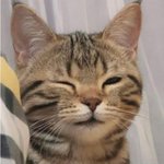 <b>gs</b>연세우유 짭 머거봄