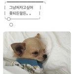 [댓글부탁해] 내 얼굴 취향 뭔지 봐주랑